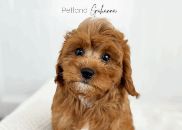 [#26620-01]  - Red F Cavapoo Puppies for Sale