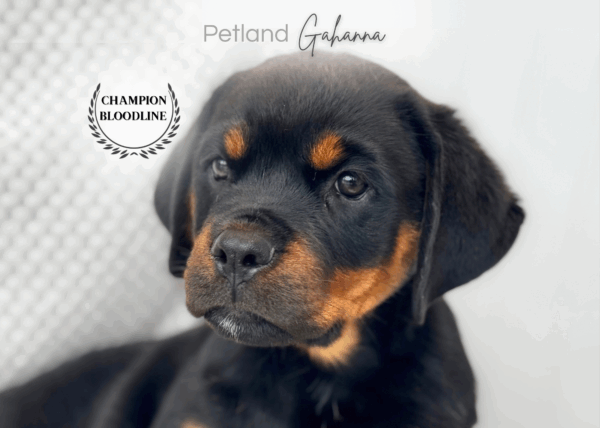 [#26681-01]  - Black / Tan M Rottweiler Puppies for Sale