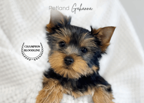 [#26535-02]  - Black / Tan M Yorkshire Terrier Puppies for Sale