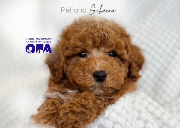 [#26763-01]  - Red M Poodle Puppies for Sale