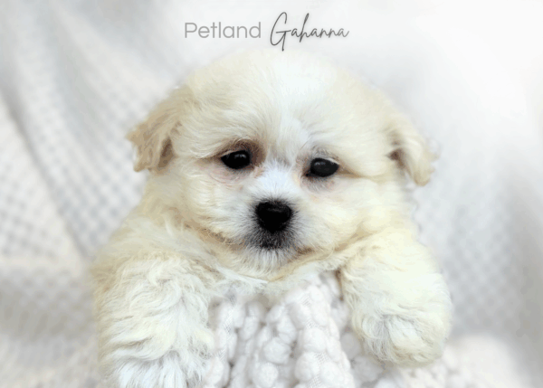 [#26762-04]  - Cream F Shiranian Puppies for Sale
