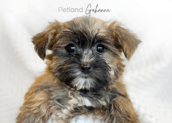 [#26739-02]  - Brown F Morkie Puppies for Sale