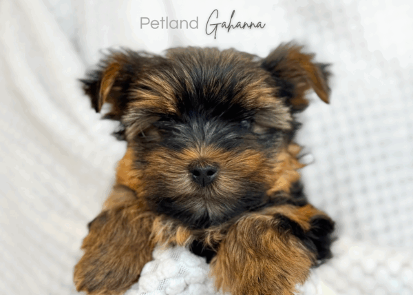 [#900217001586778]  - Black/Gold Female Yorkshire Terrier Dog