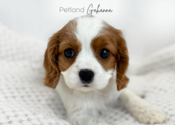 [#990000015233366]  - White/Blenhiem Female Cavalier King Charles Spaniel Dog