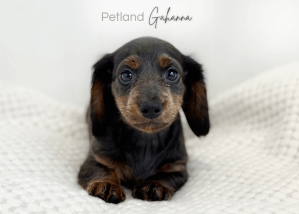 [#990000015232981]  - Blue/Tan Female Mini Dachshund Dog