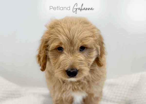 [#990000015233367]  - Cream Male Goldendoodle Mini Dog