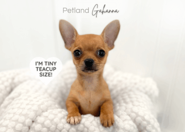 [#9900000130013231]  - Fawn Female Chihuahua Dog