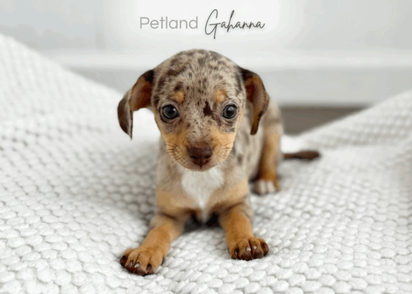 [#900217001586777]  - Female Chiweenie Dog