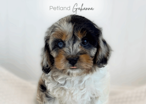 [#990000015238361]  - Merle / Blue Female Cavapoo Dog