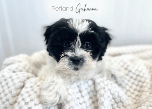 [#26519-04]  - Black / White M Teddy Bear Puppies for Sale