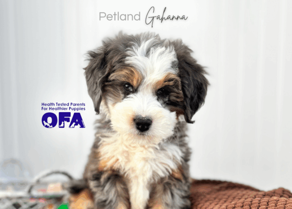 [#26447-12]  - Blue Merle F Bernedoodle Mini Puppies for Sale