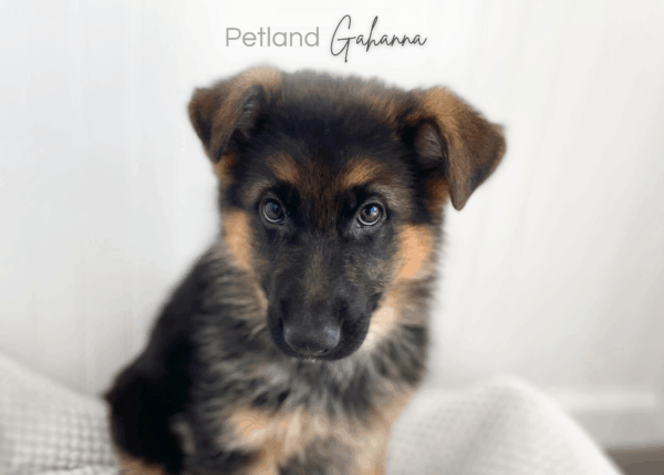 [#26408-01]  - Black / Tan M German Shepherd Dog Puppies for Sale