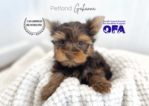 [#26412-02]  - Chocolate M Yorkshire Terrier Puppies for Sale