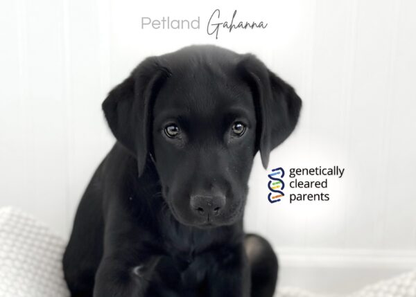 [#900263005018426]  - Black Female Labrador Retriever Dog