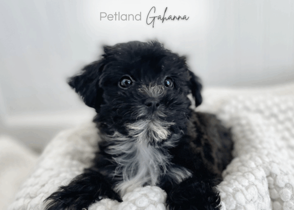 [#26534-05]  - Dark Brown F Yochon Puppies for Sale