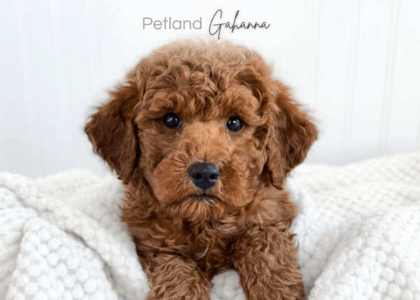 [#26497-03]  - Red M Goldendoodle Mini 2nd Gen Puppies for Sale
