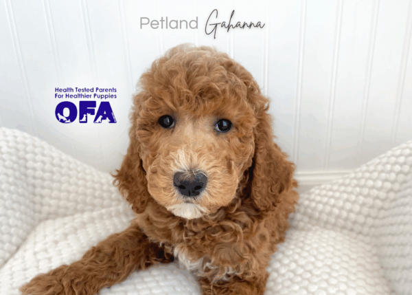 [#26696-08]  - Red F Poodle Standard Puppies for Sale