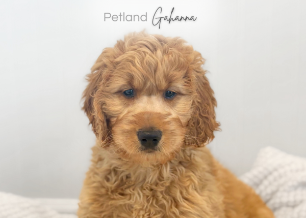 [#26793-06]  - Golden F Goldendoodle Puppies for Sale