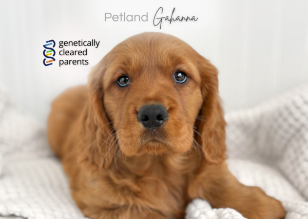 [#990000015237830]  - Red Golden Male Mini Golden Retriever Dog