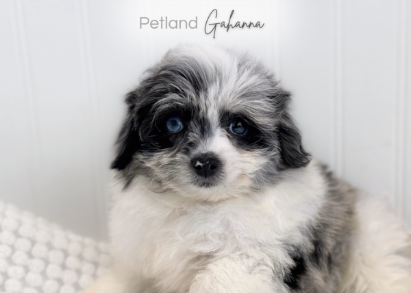 [#990000015238395]  - Black/Grey/White Merle Female PomAPoo Dog