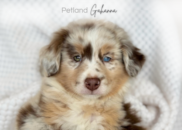 [#26947-01]  - Red Merle M Australian Shepherd Puppies for Sale