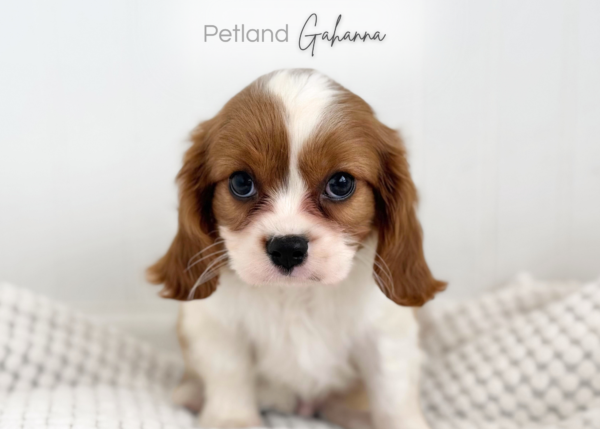 [#990000015232990]  - Blenheim/White Male Cavalier King Charles Spaniel Dog