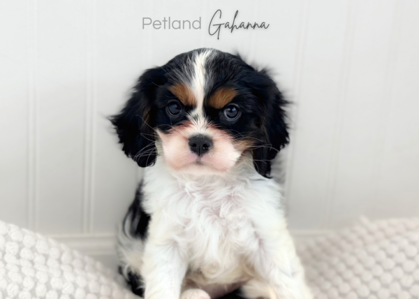 [#990000015233378]  - Tri-Color Male Cavalier King Charles Spaniel Dog