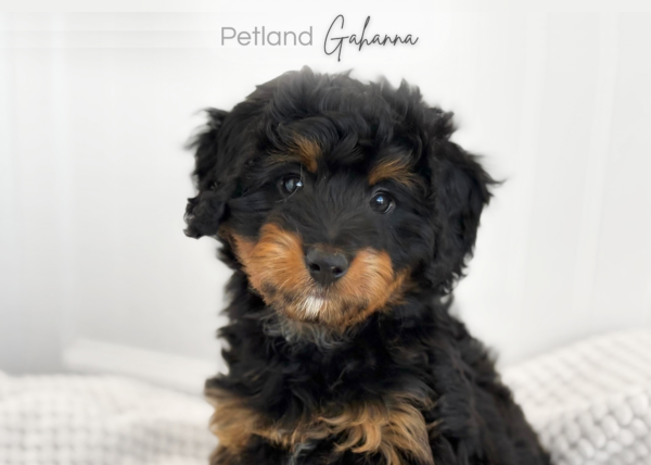[#990000015233657]  - Black/Brown Female Bernedoodle Mini Dog