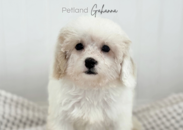 [#900217001585571]  - White/Buff Female Poodle Toy Dog