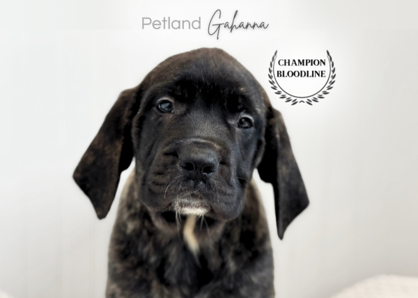 [#261334-03]  - Brindle F English Mastiff Puppies for Sale