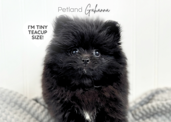 [#900217001585582]  - Black Male Pomeranian Dog