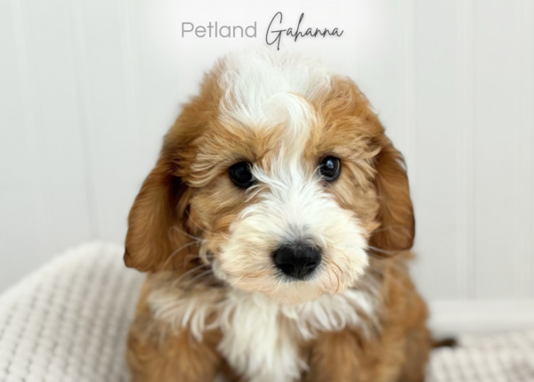 [#26817-02]  - Brown M Bernedoodle Mini Puppies for Sale