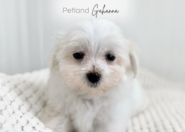 [#990000010743066]  - White Female Maltese Dog