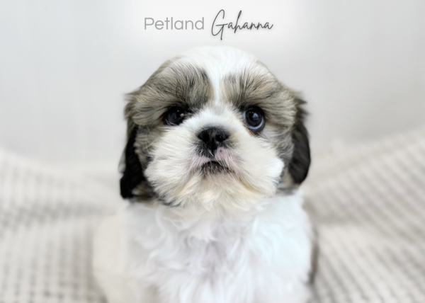 [#900263006754915]  - White/Brown with Black tipping Female Shih Tzu Dog