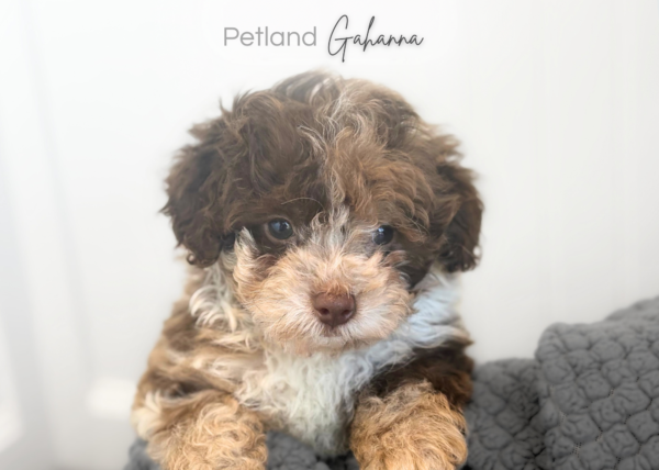 [#990000015237925]  - Chocolate Merle Male Poodle Toy Dog
