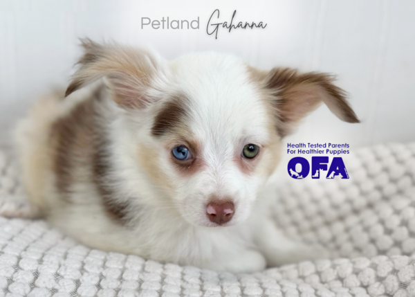 [#26840-07]  - Red F Miniature Australian Shepherd Puppies for Sale
