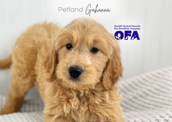 [#26938-04]  - Cream / White M Goldendoodle Mini Puppies for Sale