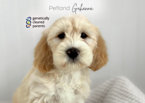 [#990000015237839]  - Light Red Female Goldendoodle Mini Dog