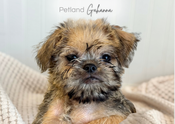 [#900263000251347]  - Golden Brown/Brown Female Brussels Griffon Dog