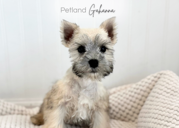 [#992000002193553]  - Wheaton Female Miniature Schnauzer Dog