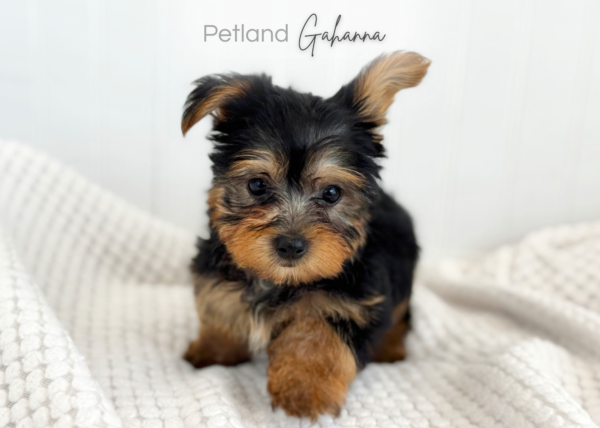 [#900217001585574]  - Black/Gold Male Yorkshire Terrier Dog