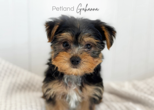 [#900217001585574]  - Black/Gold Male Yorkshire Terrier Dog