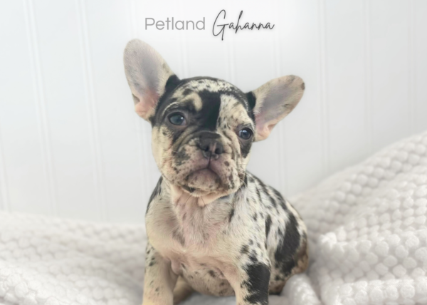 [#26773-05]  - Chocolate Merle F French Bulldog Puppies for Sale