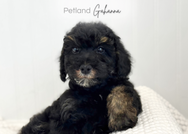 [#26819-02]  - Black White / Tan M Schnoodle Puppies for Sale