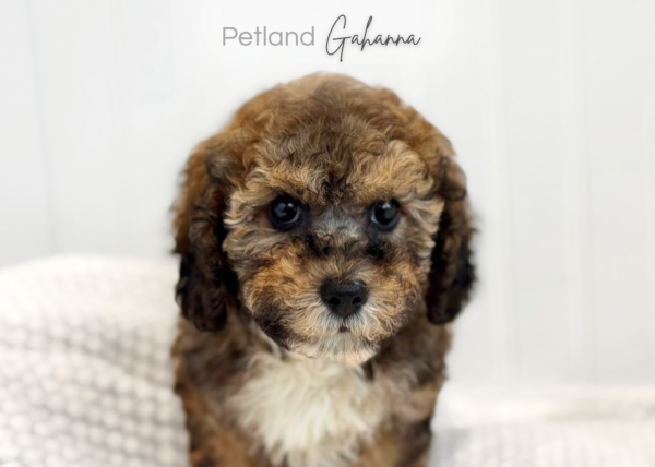 [#261192-02]  - Brown Black / White M CotonPoo Puppies for Sale