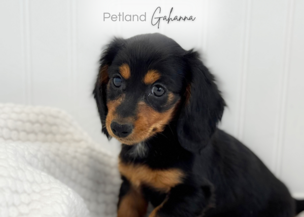 [#26839-01]  - Black / Tan M Dachshund Puppies for Sale