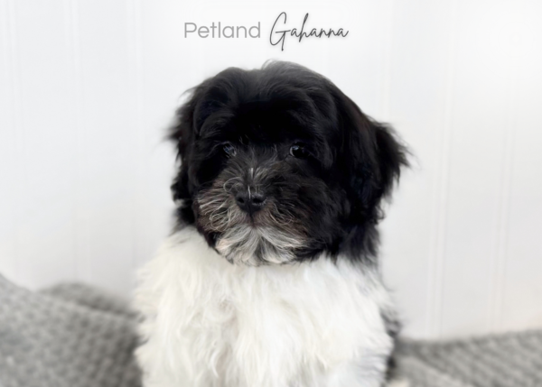 [#261424-03]  - Black / White M Havanese Puppies for Sale