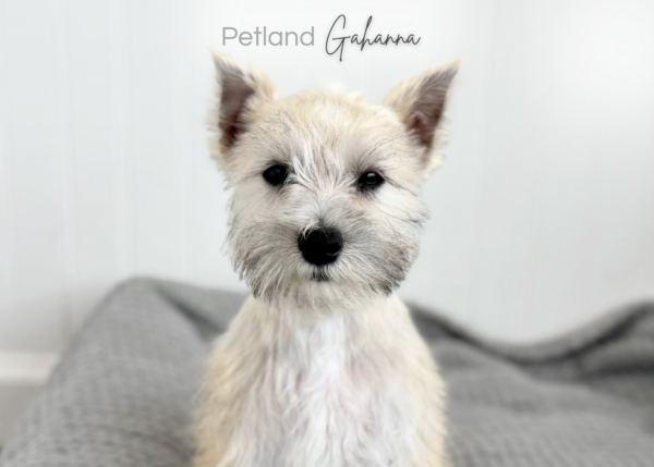 [#992000002194166]  - Wheaton Female Miniature Schnauzer Dog
