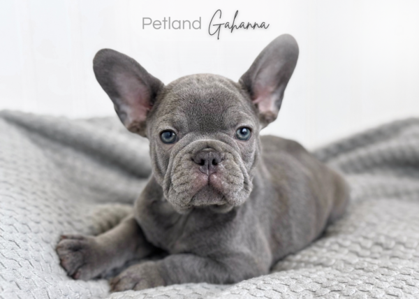 [#933000321220549]  - Male French Bulldog Dog