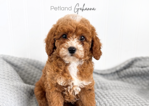 [#990000015140755]  - Red with White Markings Male Poodle Mini Dog